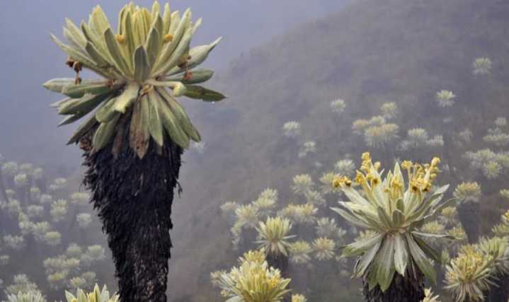 PÁRAMO DE PAJA BLANCA: El Tesoro Escondido en Nariño