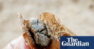 Afternoon Update: likely source of ‘poo balls’ revealed; video emerges of Louvre heist; and a Tolkien quiz