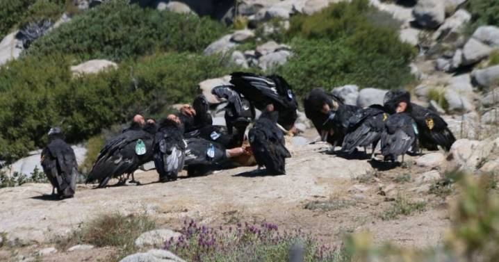San Pedro Mártir cuenta con 52 ejemplares del Condor de California