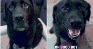 Labrador Can’t Contain His Joy When He Learns He’s Visiting His Grandparents