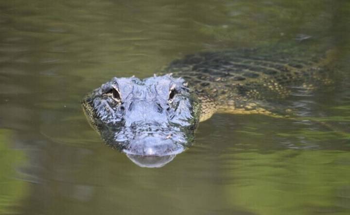 Alertan en Jamaica por cocodrilos desplazados por el huracán Melissa