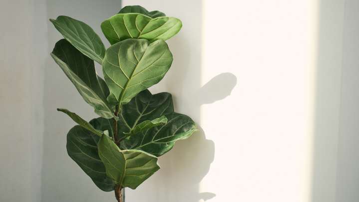 How Often Should You Water An Indoor Fiddle Leaf Fig To Keep It Thriving?