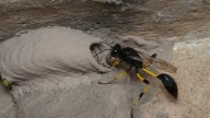 Las avispas alfareras que crean sofisticadas vasijas de barro