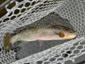 Report: Montana’s angling adds nearly $1 billion to economy