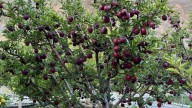 A first in the state: Himachal’s Tabo witness natural farming