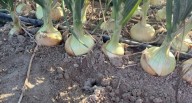 Cebollas: Bland Farms acelera importaciones desde Perú tras cierre de campaña en EE.UU.