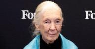 Famous Animal Welfare Activist Dr. Jane Goodall Dead At 91
