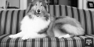 Texas A&M announces funeral arrangements for Reveille IX