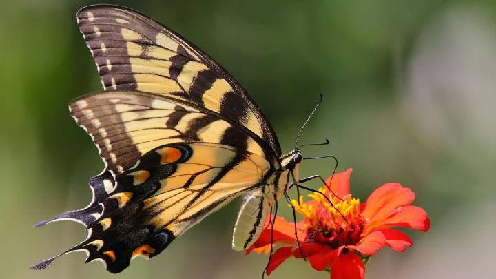 A Very Special Yellow Butterfly: The Eastern Tiger Swallowtail
