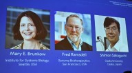 Nobel de Medicina 2025 para Sakaguchi, Brunkow y Ramsdell por sus hallazgos sobre el sistema inmunológico