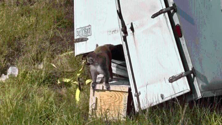 Test monkeys escape after crash in Mississippi; one still on the loose