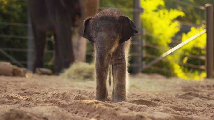 The Fort Worth Zoo's baby elephant has a name