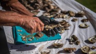 2025 Oyster Fest guide: Things to do and what's new