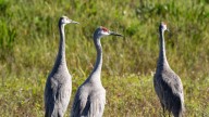 CraneFest 2025 celebrates Michigan's largest birds. What to know about the Bellevue festival