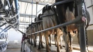 El valor de las exportaciones lácteas crece 13% y también mejoran la producción y el consumo interno