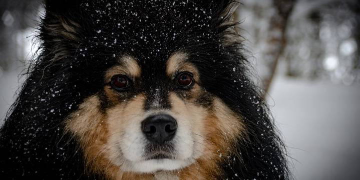 18 Dog Breeds That Love Cold Weather