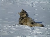Opposing lawsuits take aim at FWP wolf hunting regulations