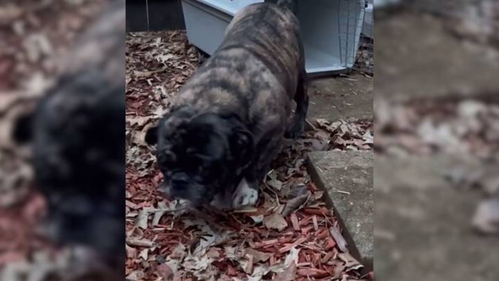 Rescued Iowa Pug Finds Healing And Love After Years In Breeding Facility