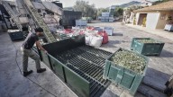 La Tafona de Caimari arranca la campaña de aceite de oliva 2025