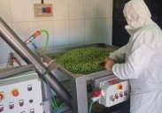 La almazara municipal de Agüimes muele 9 toneladas de aceitunas para producir aceite de alta calidad