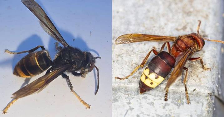 Álvaro García, experto malagueño en control de plagas, explica las diferencias entre el avispón asiático y el oriental