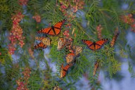 Avistamiento de Mariposa Monarcas en Saltillo sorprende a Parques de la Cañada
