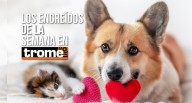¡Amores locos! Estas mascotas se robarán tu corazón