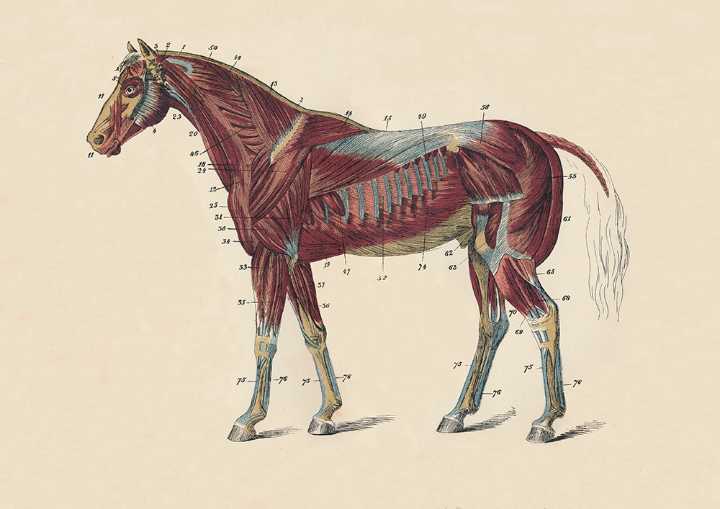 The failed evolution of the horse