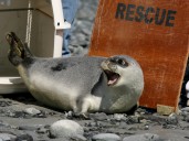 Alarma por las focas del Ártico: oficialmente están en peligro de extinción según la última lista roja de especies amenazadas