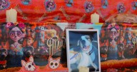 Homenajean la vida de las mascotas difuntas en altares de muertos