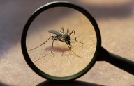 Descubren por primera vez en la historia mosquitos en territorio islandés