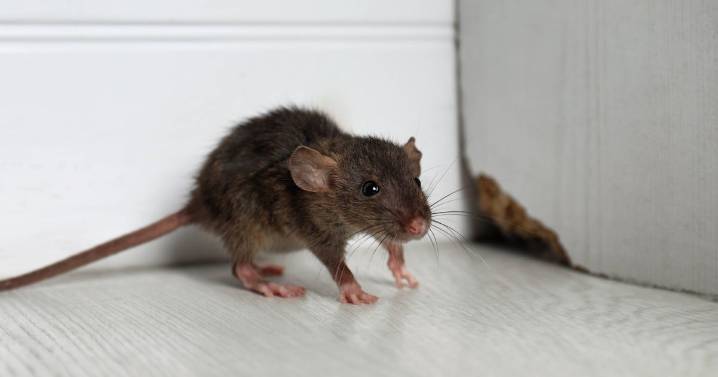 Four smells that will keep rats and mice away — including one natural item they 'fear'