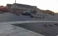 Video: Persiguió y atacó jauría de perros a niña de ocho años