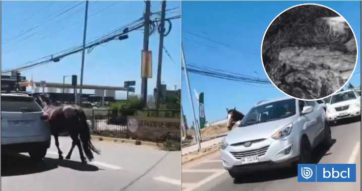 Yegua que fue vista siendo arrastrada por vehículo en Coquimbo fue hallada muerta y faenada