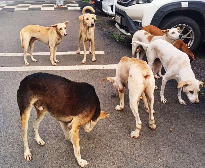 State rushes to file affidavit on stray dog control steps
