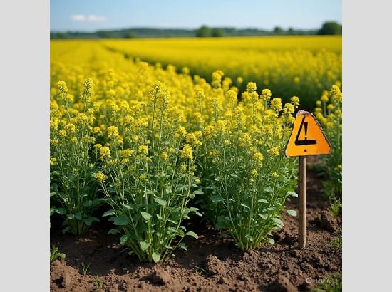 Breakthrough by Punjabi University: Mustard crops now safe even in cadmium