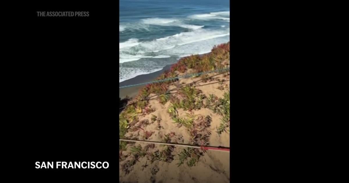 Rescuers pluck dog from the side of a San Francisco cliff