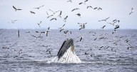 'Exceedingly rare': B.C. humpback's death may be first linked to whale