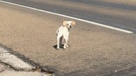 Woman Discovers A Frightened Dog On A Busy Road In Texas And Won’t Leave Him Behind