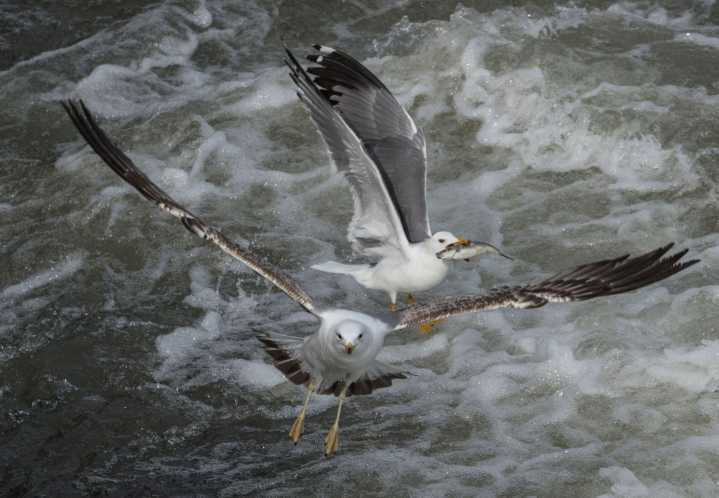 Confirmados dos nuevos casos de gripe aviar en Cantabria en gaviotas recogidas en Laredo y Santoña