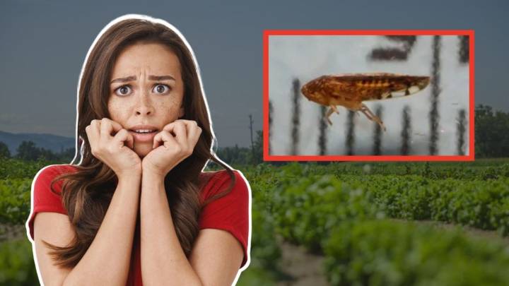 Detectan peligroso insecto mexicano en Estados Unidos: ¿Hay riesgo para la salud?