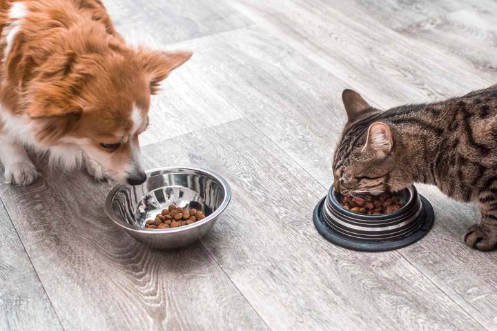 Three Pet Brands Recall Products for Possible Salmonella Contamination