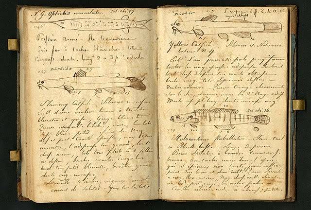 NKY History Hour to explore life of eccentric botanist Rafinesque, led by NKyTribune columnist Steve Flairty