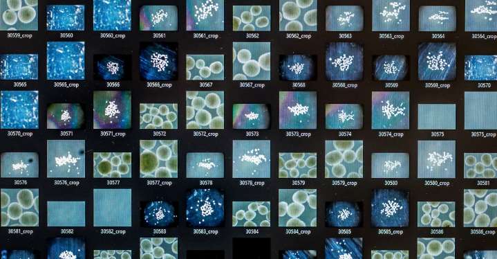 The challenge of creating brains in a lab