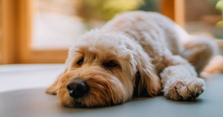 Nine symptoms of ‘severe’ winter dog illness and when to see a vet