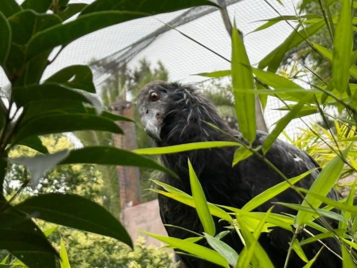 Cóndor lesionado llega a su nuevo hogar en Zoológico de Aragón