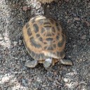 Indiana State Police seek public help locating critically endangered tortoises stolen from Indianapolis Zoo