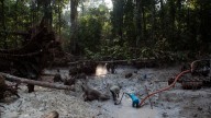 Interpol-led crackdown on environmental crime leads to 225 arrests in Latin America