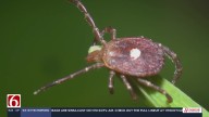How can I prevent tick bites?