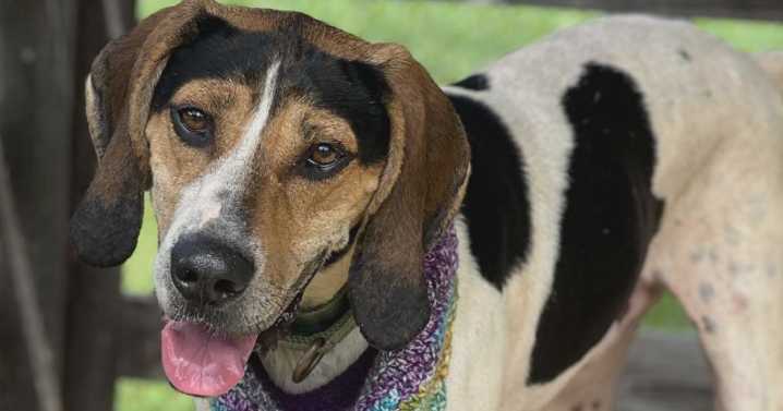 Caring for Creatures starts construction on dog pods